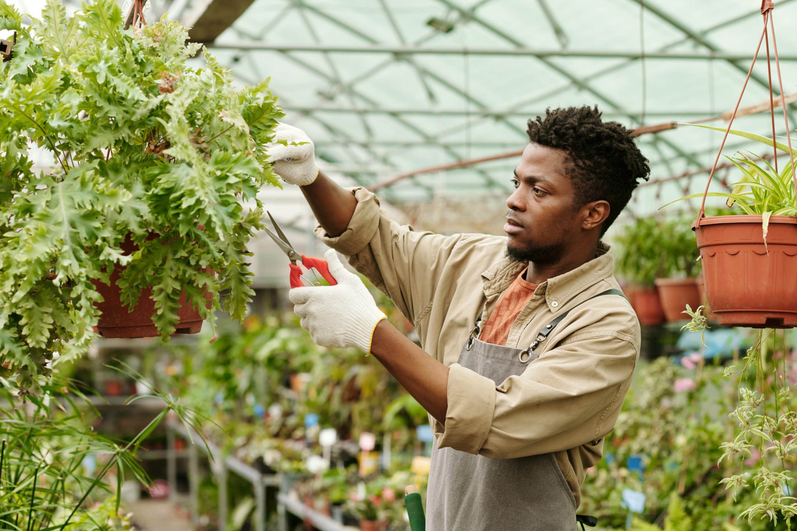 Joining a CSA or community garden: costs, commitments and questions for residents